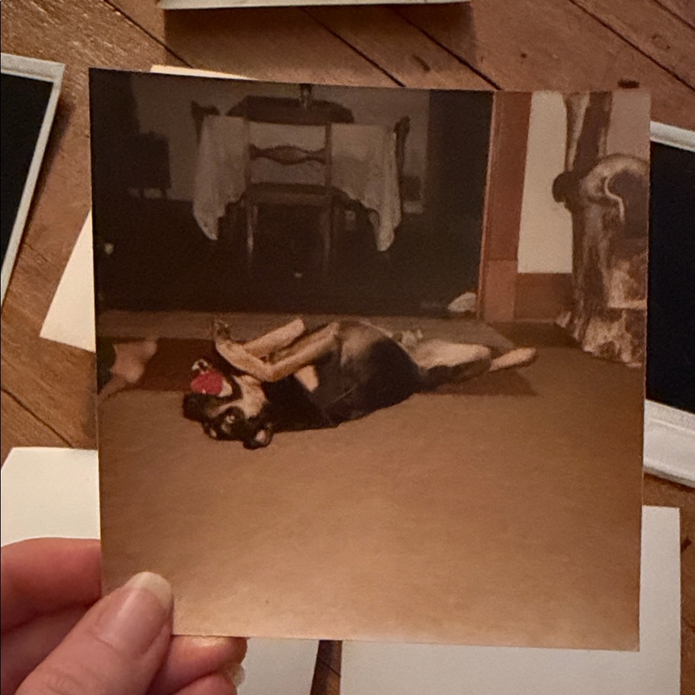 Vintage Dog Photo Collection - Picture 9 of 12